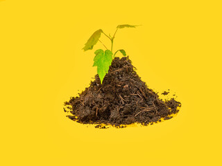 Green shoots growing from fertile compost on  yellow background