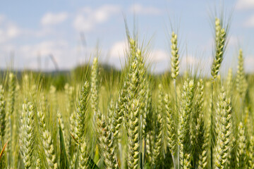 Nahaufnahme im Weizenfeld einer Weizenähre vor blauem Himmel an einem sonnigen Tag
