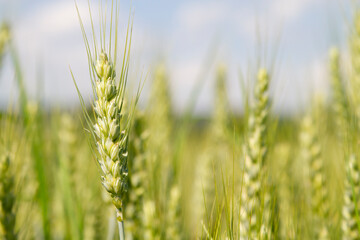 Nahaufnahme im Weizenfeld einer Weizenähre vor blauem Himmel an einem sonnigen Tag