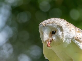 A portrait of a Snowy Owl. The Barn Owl (Tyto a