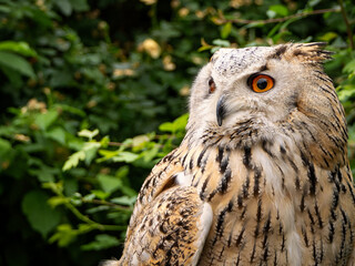 Beautiful eurasian great horned eagle owl portrait. (Bubo bubo) in summer nature, one of the largest species.