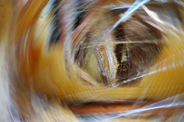 Honey in honeycomb and wooden frame. A lot of wood frame. Close up. Selective focus, moving