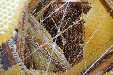 Honey in honeycomb and wooden frame. A lot of wood frame. Close up. Selective focus, moving