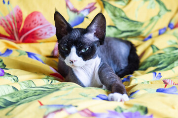 Schwarz-weiße Devon Rex Katze liegt im Bett