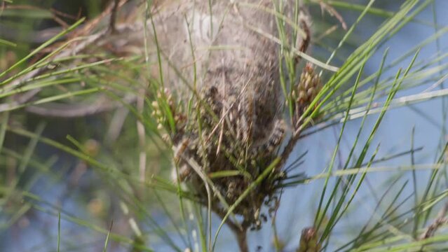 Pine Processionary (Thaumetopoea pityocampa) is a moth known for the irritating hairs of its caterpillars, their processions, and the economic damage they cause in coniferous forests.