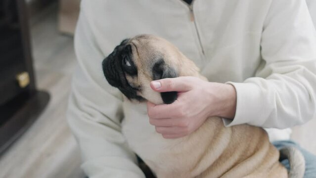 A cute pug sits in the arms of a man