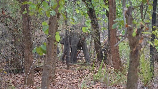 Wild Asian Elephant (Elephas maximus) in Bandhavgarh National Park hide and fear from meeting with people on the road. The leading female standing and watching