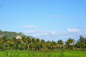 Obraz premium Beautiful scenery of a tropical landscape with coconut tree, rice field and mountain hill in the background, blue sky and copy space area