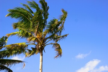 Coconut tree against the blue sky, the leaves are blown by the wind