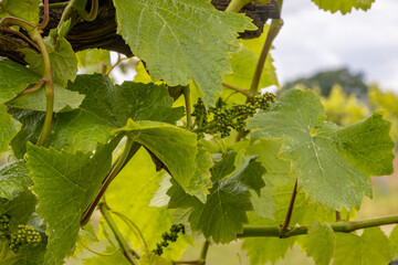 Grapes developing on a vine in a Sussex vineyard, in early summer