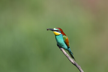 Adult European bee-eater (Merops apiaster) in breeding plumage shot close-up sitting on a branch against a highly blurred background