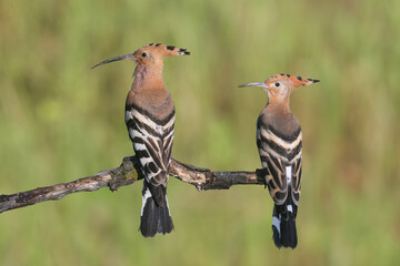 Single and pair of The Eurasian hoopoe (Upupa epops) shot close up against blurred background in soft morning light sitting on a branch in natural habitat