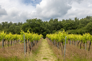 Looking along rows of vines in a vineyard in Sussex, with new leaves on the vines