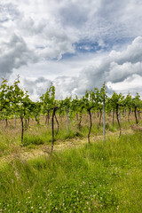 Rows of vines growing in a Sussex vineyard, on a sunny summer's day