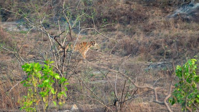 Young Bengal Tiger (Panthera tigris tigris)walking fast towards prey in Bandhavgarh National Park