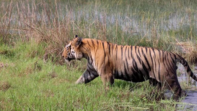 Bengal Tiger (Panthera tigris tigris) male walking in the water,Tadoba National Park