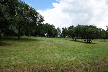 Mountain hill with mowed grass - garden field with deciduous trees
