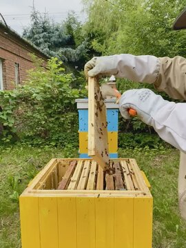 Pętla, loop pszczelarz omiata plaser miodu. Widok z boku na otwarty ul i człowieka.