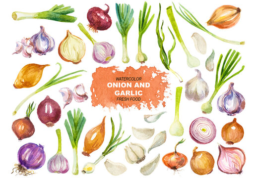 Vector watercolor painted onion and garlic clipart. Hand drawn fresh food design elements isolated on white background.