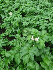 Kartoffelfeld in der Blüte - Solanum tuberosum