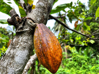 Cocoa fruit, the basic ingredient for making chocolate