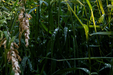 krople deszczu, krople, deszcz, rośliny, pole, łąka, listki,zieleń, łodygi, przyroda,natura © Estera