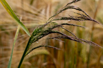 krople deszczu, krople, deszcz, rośliny, pole, łąka, listki,zieleń, łodygi, przyroda,natura © Estera