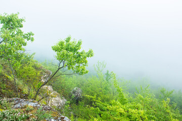 Beautiful landscape photo with mysterious dense fog. Morning with fog.