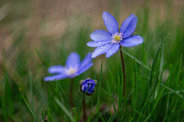 blue flower in the forest in spring