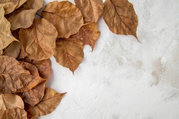 Group of dried platanus leaves in a corner on a white table. Top view