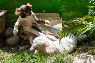 Zwei spielerisch raufende Devon Rex Katzen im Garten