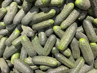 Full frame of small green short cucumbers vegetables for sale on the local farm shop market, delicious variety for eating raw and pickles.