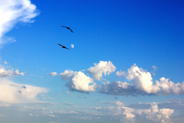 Crows, moon and sky