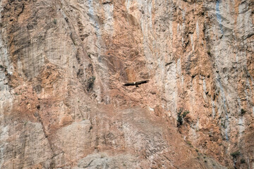 the extremely rare lammergeier bearded vulture (ossifrage, gypaetus barbatus) with Aragon Pyrennes rock mountain backdrop