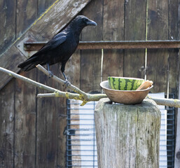 Rabe, Krähe, Vogel, Natur, Futter