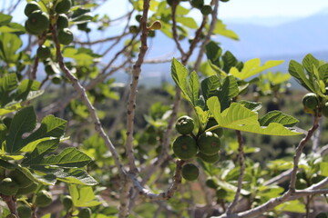 Tree in Greece 