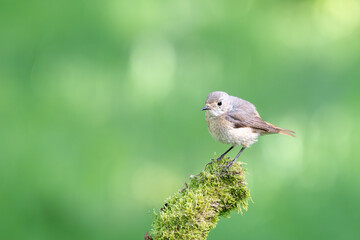 Common female Redstart, Phoenicurus phoenicurus, perched on a moss covered branch