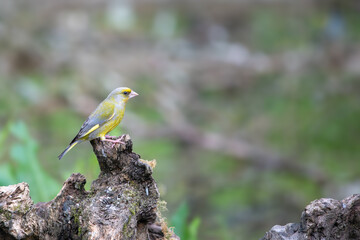 Greenfinch, Chloris chloris, perched on a dead tree stump