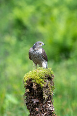 Eurasian Sparrowhawk,Accipiter nisus, perched on a moss covered tree stump