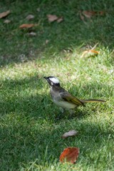 Small bird with a white head and brown body standing on green grass with scattered leaves.