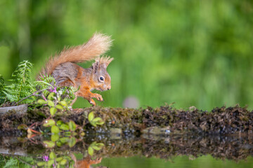 Red Squirell, Sciurus vulgaris, at the side of a pool