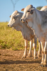 Nelore cattle in pasture