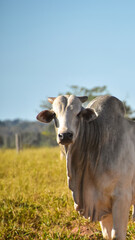 Nelore cattle in pasture