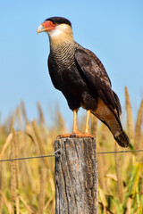Hawk sitting on a fence post