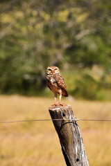 Owl sits on a fence post
