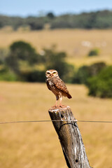 Owl sits on a fence post