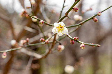tree branches flowers and buds