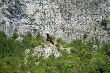 the extremely rare lammergeier bearded vulture (ossifrage, gypaetus barbatus) with Aragon Pyrennes rock mountain backdrop