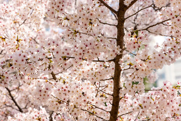 blossom in spring