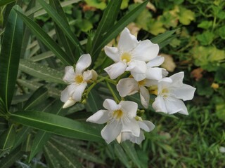 white and yellow flowers , oleander ,Nerium oleander , rosebay, white oleander , 